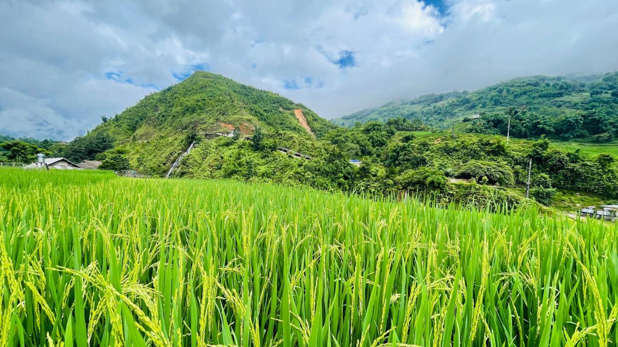 Auberge de jeunesse Eco Rice Fields House à Sa Pa Extérieur photo
